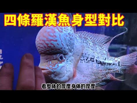 羅漢魚價格